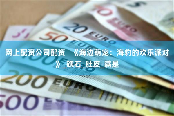 网上配资公司配资   《海边萌宠：海豹的欢乐派对》_礁石_肚皮_满是